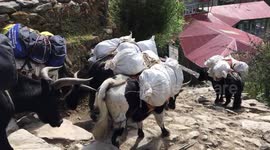 Cruel treatment of yaks in Nepal.