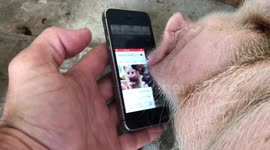 Farmer goes on rant about farm animal internet rivalries!
