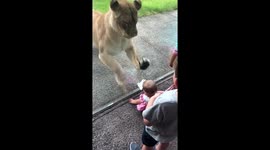 Lion creeps up behind boy at zoo