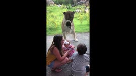 Lion creeps up on boy behind glass at the Audubon zoo