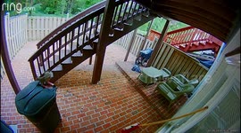 Determined squirrel spends 20 minutes chewing through a bin in a Virginia backyard