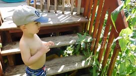 Monarch Butterfly Lays her Eggs In Front of our Eyes