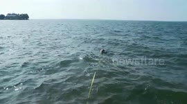 Daily Swim is a Must if you are Alaskan Malamute Sojou