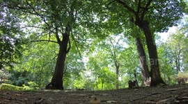 Perfect Squirrel Eats Acorn