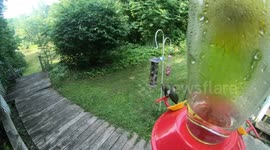 hummingbirds close up