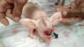 Piglet born with elephant ears and trunk on its head in rural Thailand