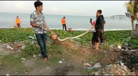 Young man finds 2-metre python slithering through trash pile in West Sumatra