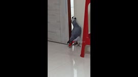 Grey parrot has to wedge open door with her beak to get into Mumbai home