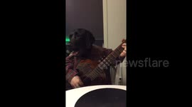 Man-dog showing off his guitar skills