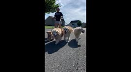 Crazy dog lady sighting