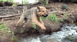 Slow-motion footage of dogs leaping over an Arizona creek