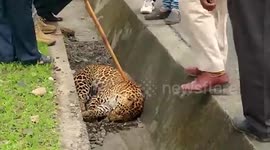 Leopard knocked down by speeding truck while crossing road, succumbs to its injury hours later in central India