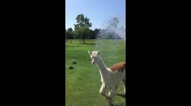 Alpaca bath