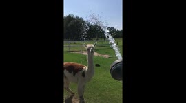 Alpaca bath part two
