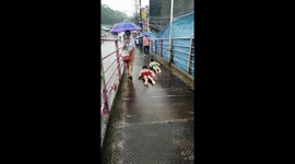 Children use metal footbridge as water slide during rain storms in the Philippines
