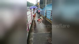 Children use pedestrian bridge as water slide during Philippines rain storm