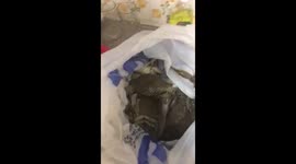 Unexpected surprise! The crab was alive!