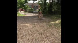 Dog running slow motion having fun