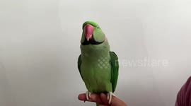 Slow motion capture of alexandrine parakeet
