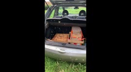 Bee-Keeper's car under siege from escaped hive