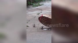 Heartwarming footage shows a sparrow beating a trap to retrieve food for its friend in China