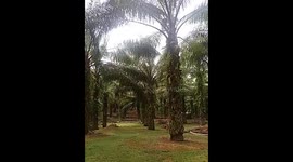 view of Oil palm Tree