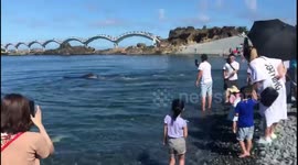 Beachgoers amazed when pilot whale swims a few feet from the shore