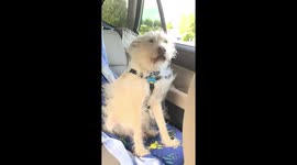 Fur flying in slow motion