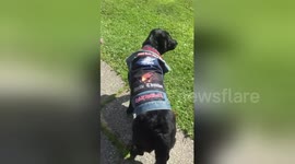 Newsflare Edit - Good boy doggo turned bad boy