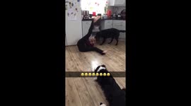 Human gets owned by dog who drags them across kitchen floor