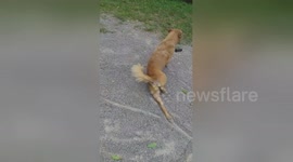 Crafty Thai dog fakes injury