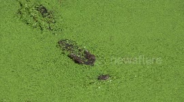 Crocodiles Swim Through Pool Filled With Duckweed