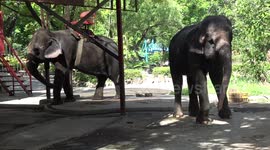 'Mistreated' elephants perform for tourists at 'controversial' Thai zoo