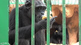 Chimpanzees Eat Rice From Plastic Bags At Thai Zoo