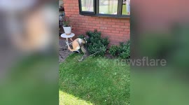 Kung fu kitties! Cats duke it out with mid-air combat in UK garden