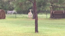 Dog gets death stare from Annie the Alpaca for eating treats meant for piggy friends
