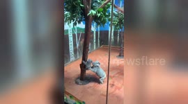 Koala mother helps her baby climb down tree at Guangzhou Chimelong Safari Park