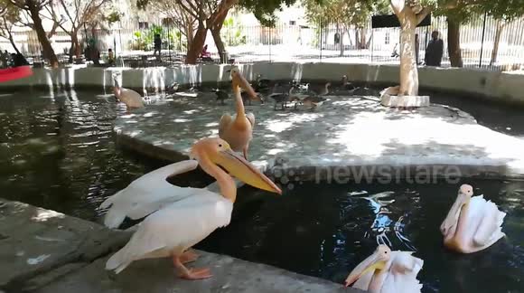 Hungry Pink Pelican Fight Over Boy Thrown Fish
