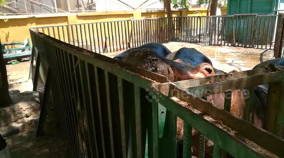Hungry Family Hippo waits Visitors Raw Food