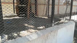 Baby Boy Wants To Feed Hungry Chlorocebus aethiops