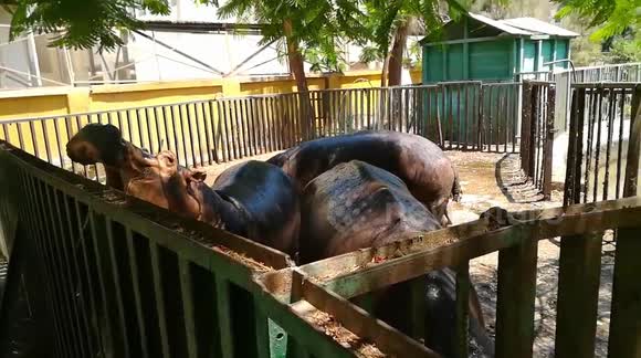 Hungry Hippos Open Their Mouse To Eat Visitors Raw Potato
