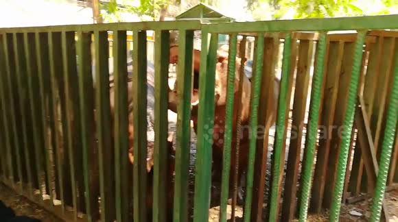 Little Girls feeds hungry Family Hippos In Zoo