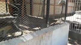 Little Boy hand Over Stick With carrots To Chlorocebus aethiops