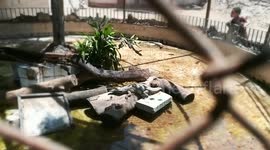 Sneaky Crocodile Fakes His Sleep In Front Of Visitors