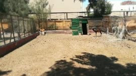 Morning Nile Lechwe Family Waits Grass