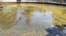 Unclear Lake Hides Family Of Hippos