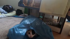 Playful kittens play with plastic bag and skirt
