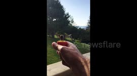 Friendly hummingbird eats nectar straight from bird watcher's hand