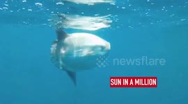 Incredible video shows the moment a massive sunfish was spotted swimming in British waters