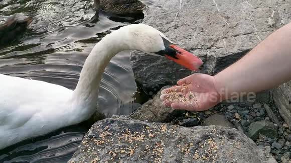 This swan in Canada literally bites that hand that feeds it